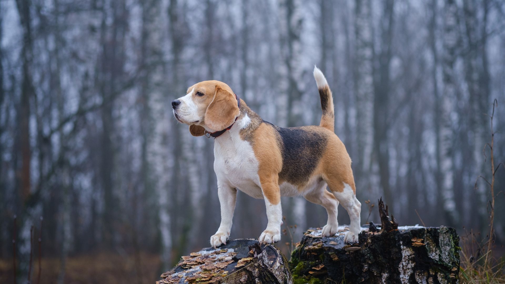 Palm Desert, CA 92260 Veterinary Reviews Paws And Claws Pet Care